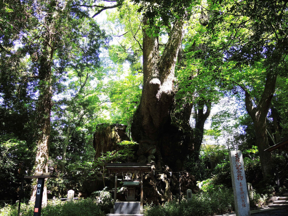 熱海来宮神社 大楠