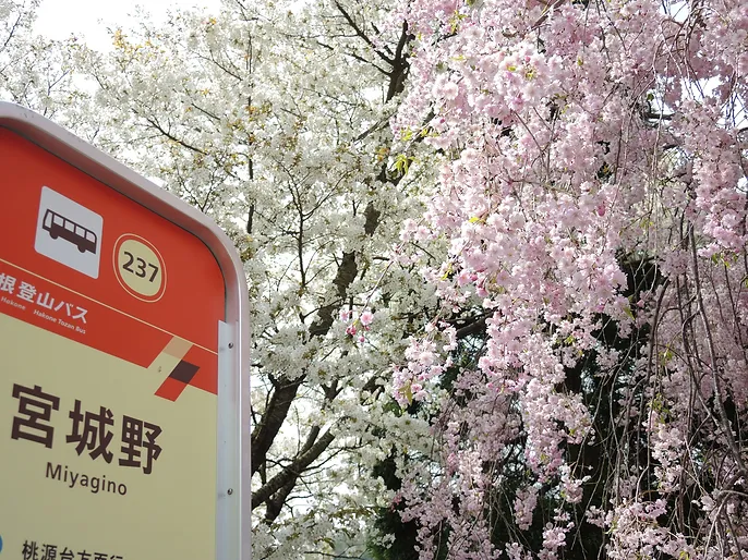 箱根 宮城野 枝垂れ桜