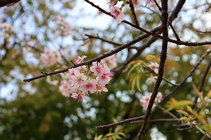 熱海 ヒマラヤ桜