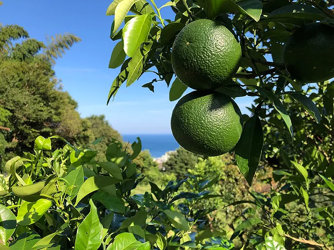 南熱海 柑橘畑