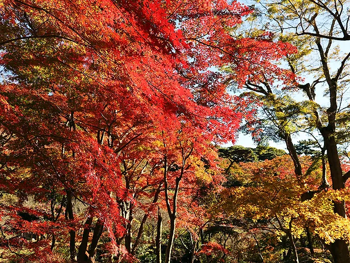 熱海梅園 紅葉