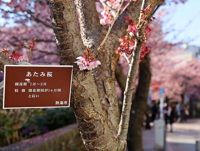 糸川あたみ桜まつり