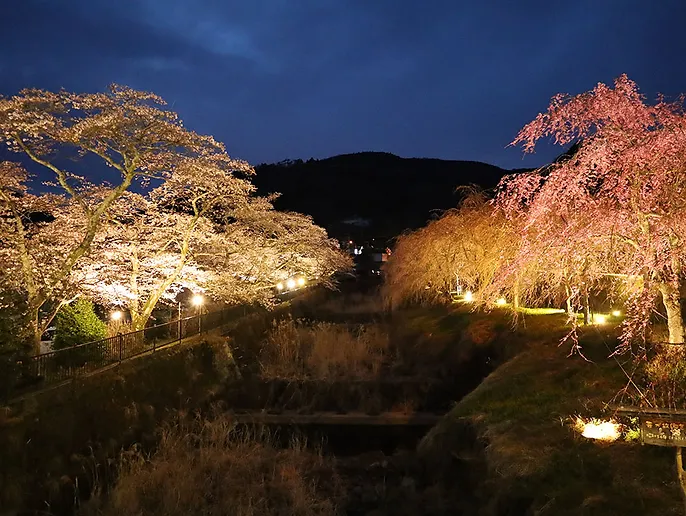 箱根 宮城野 枝垂れ桜