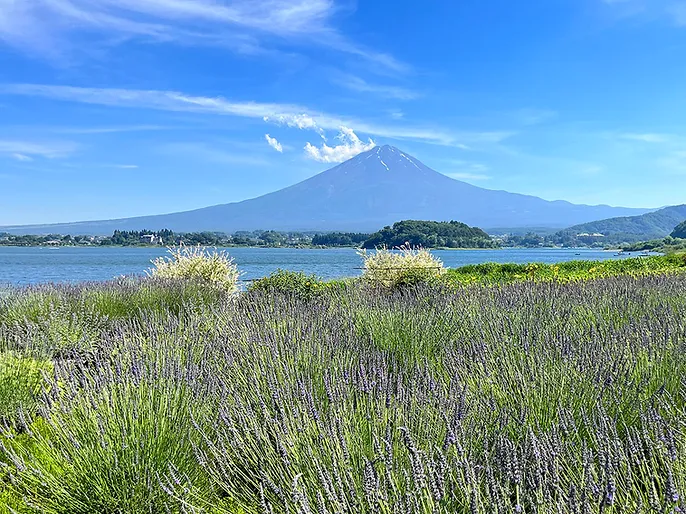 河口湖 ラベンダー