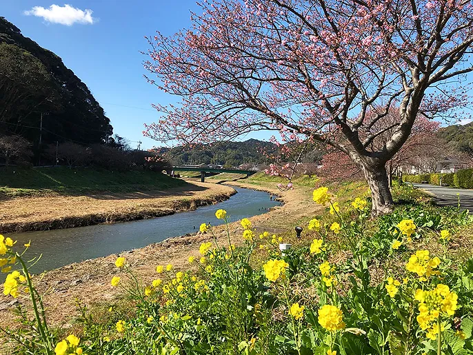 南伊豆 菜の花