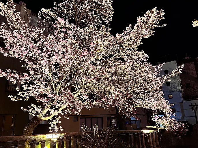 あたみ桜