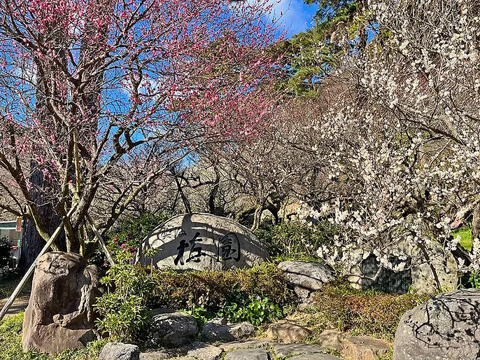 熱海梅園 梅まつり