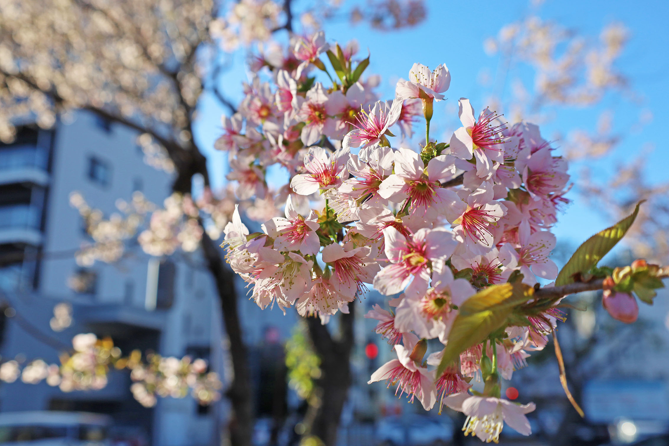 熱海 ヒマラヤ桜