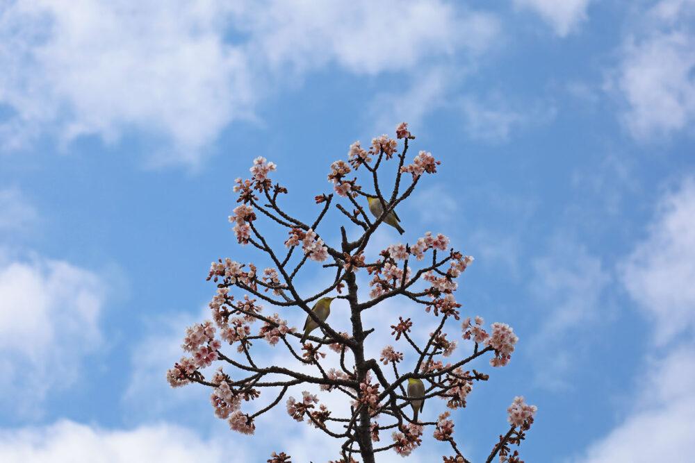 2025年あたみ桜