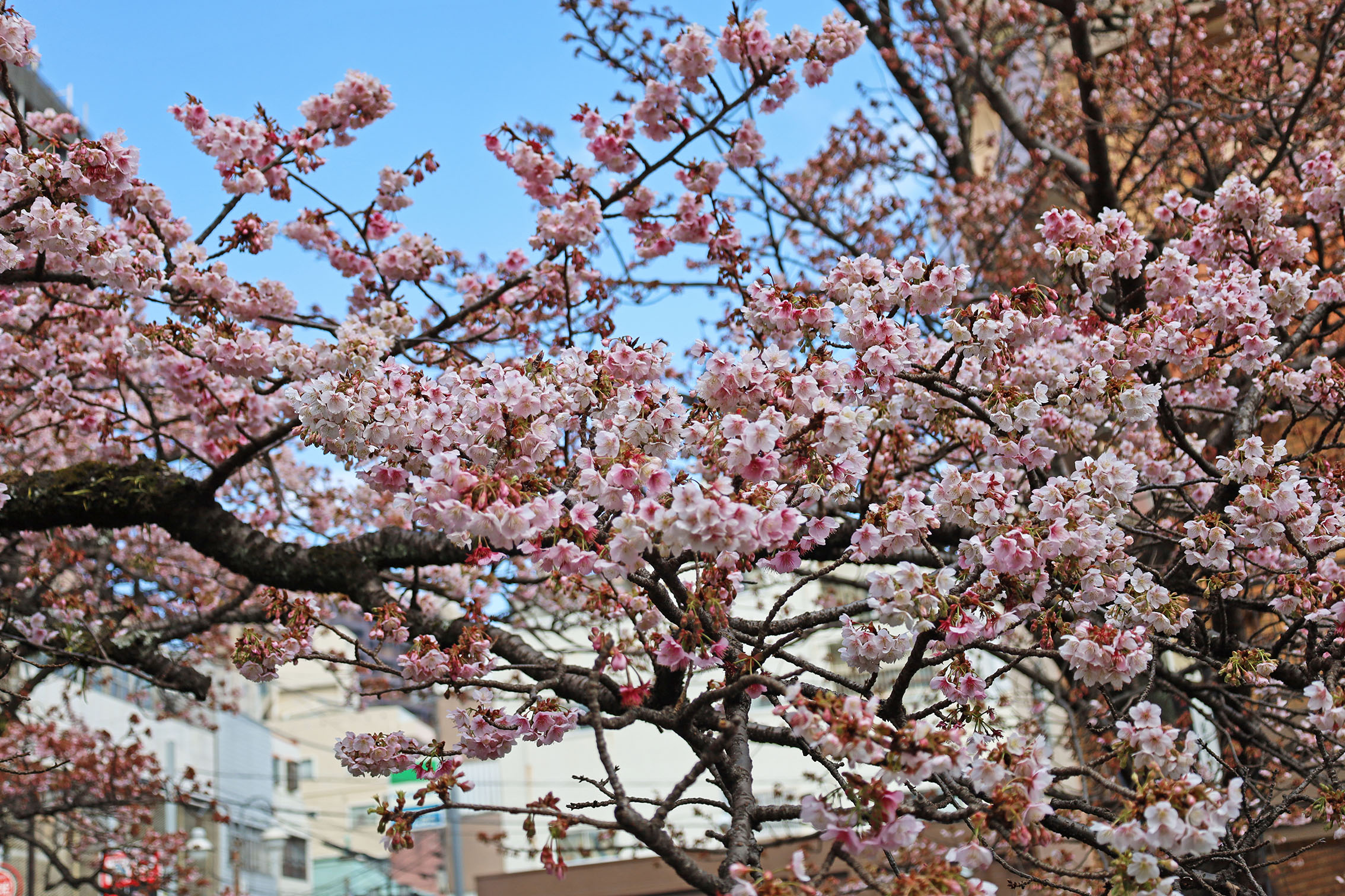 2025年あたみ桜