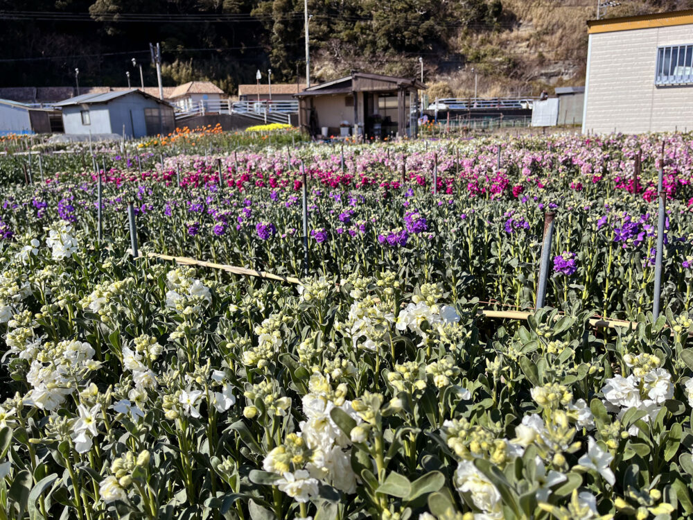 南房総市千倉町 お花畑