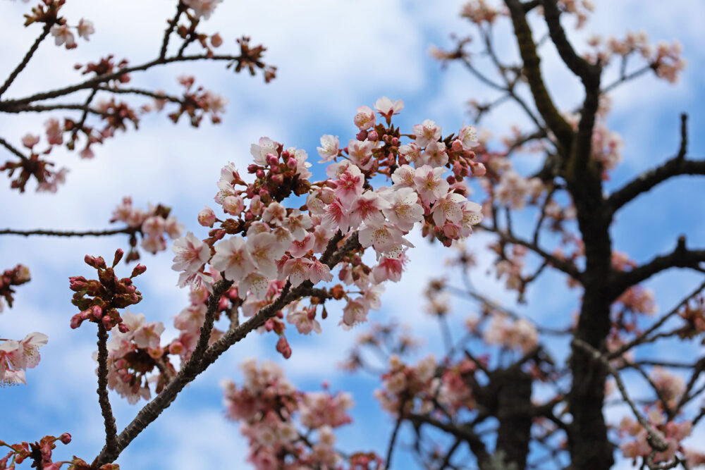 2025年あたみ桜