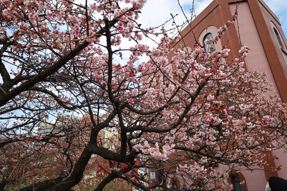 2025年あたみ桜