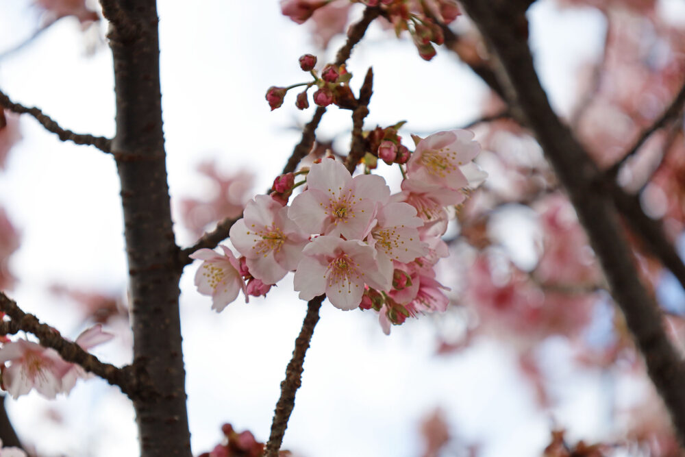 2025年あたみ桜
