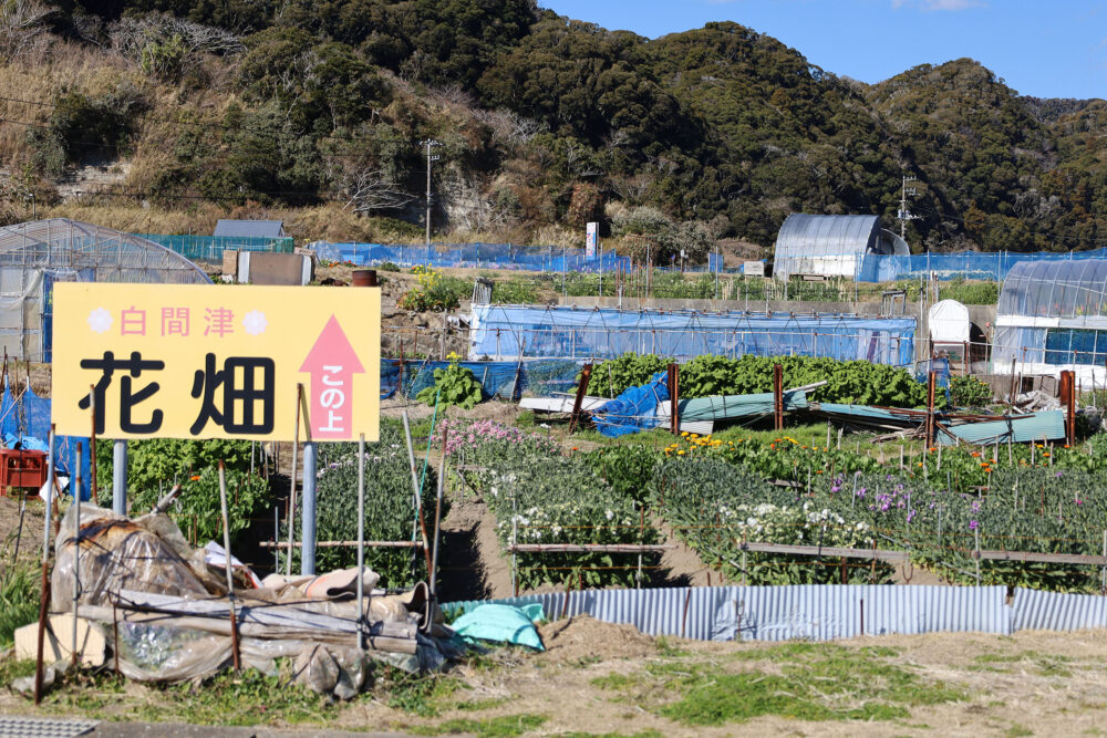 南房総市千倉町 お花畑