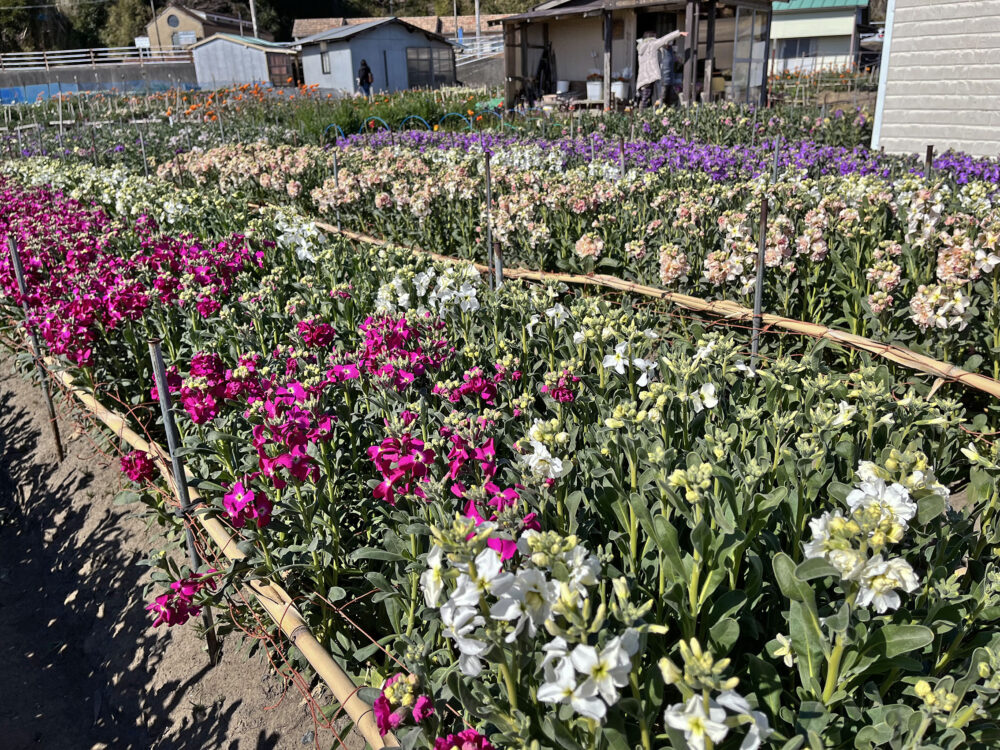 南房総市千倉町 お花畑