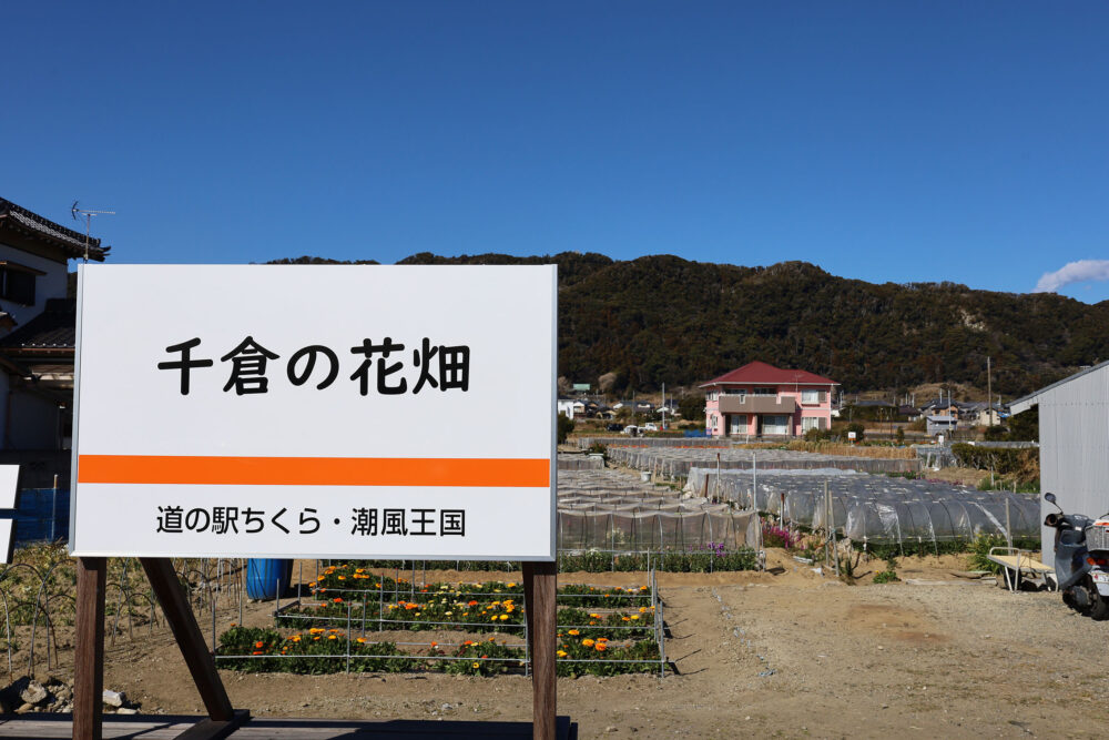 南房総市千倉町 お花畑