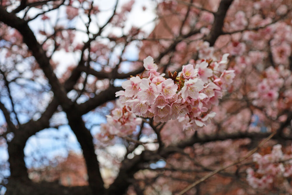 2025年あたみ桜