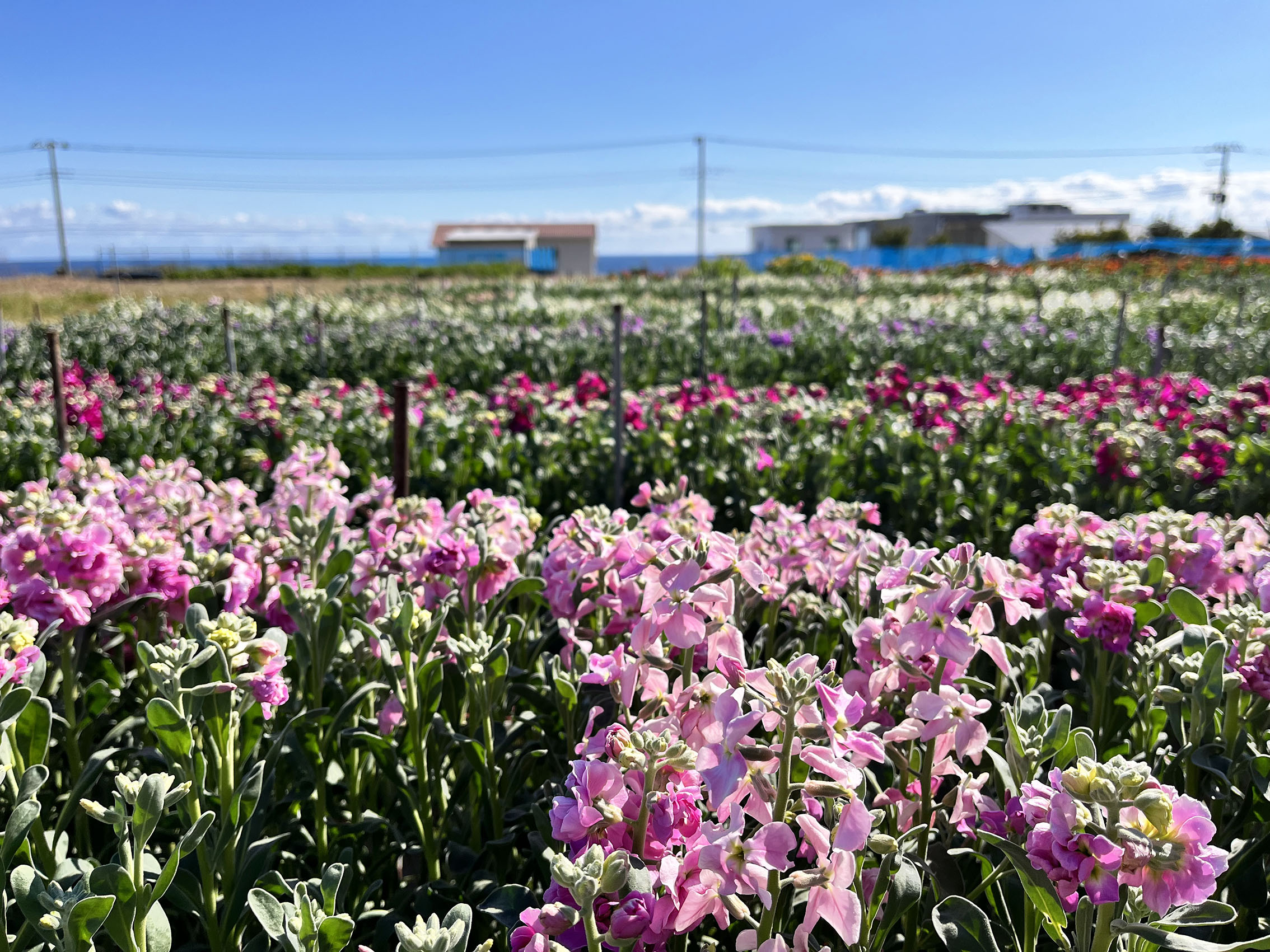南房総市千倉町 白間津 お花畑