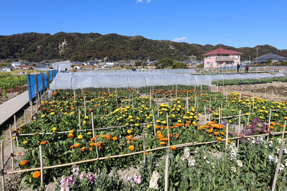 南房総市千倉町 お花畑