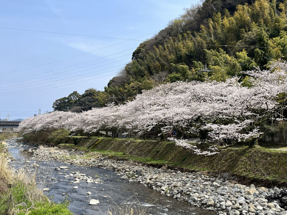 湯河原千歳川 桜並木