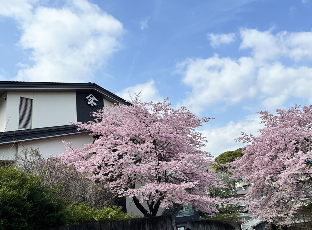 大漁桜
