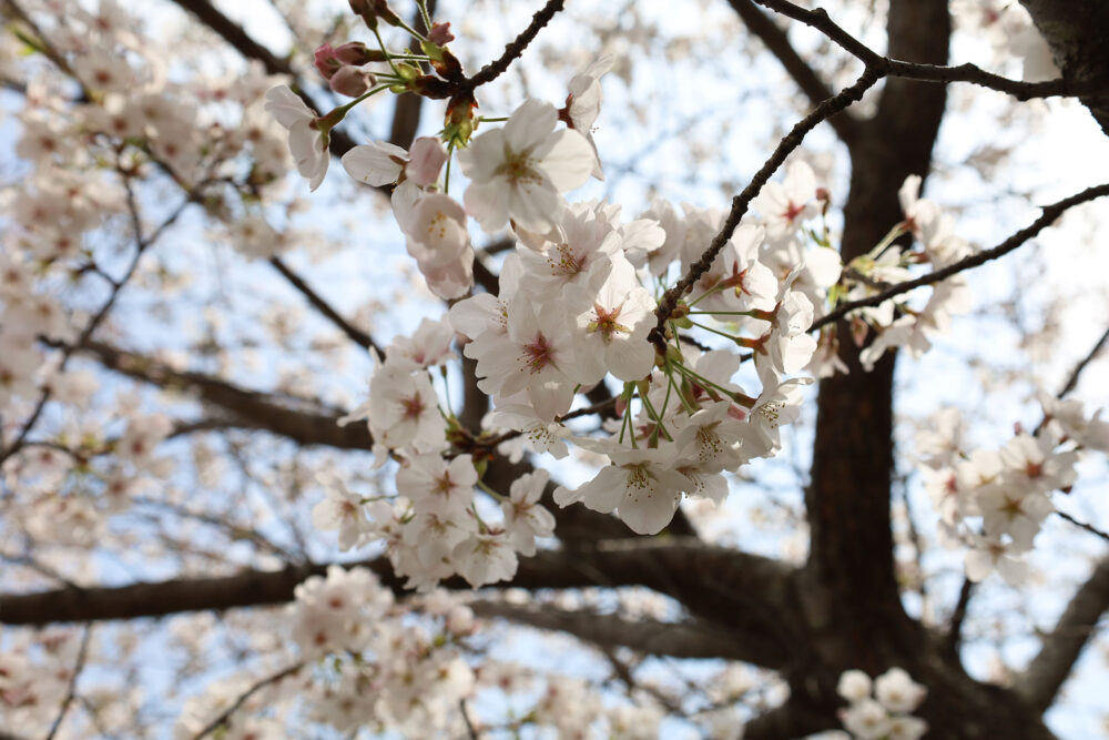 湯河原千歳川 桜並木
