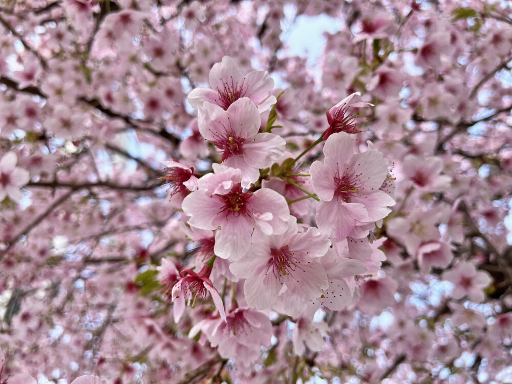 大漁桜