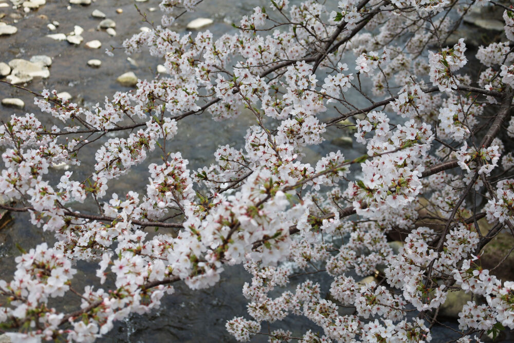 湯河原千歳川 桜並木