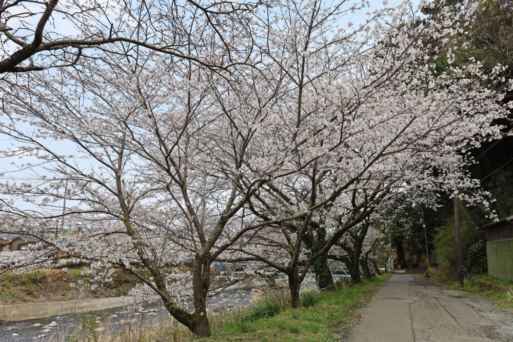 湯河原千歳川 桜並木
