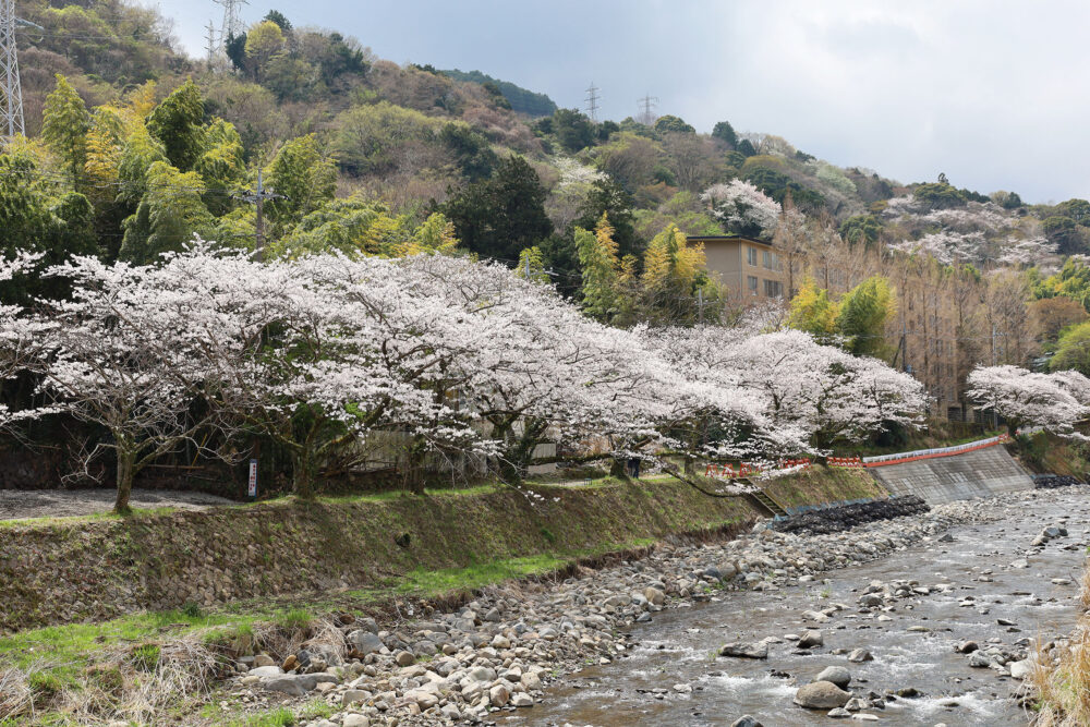 湯河原千歳川 桜並木