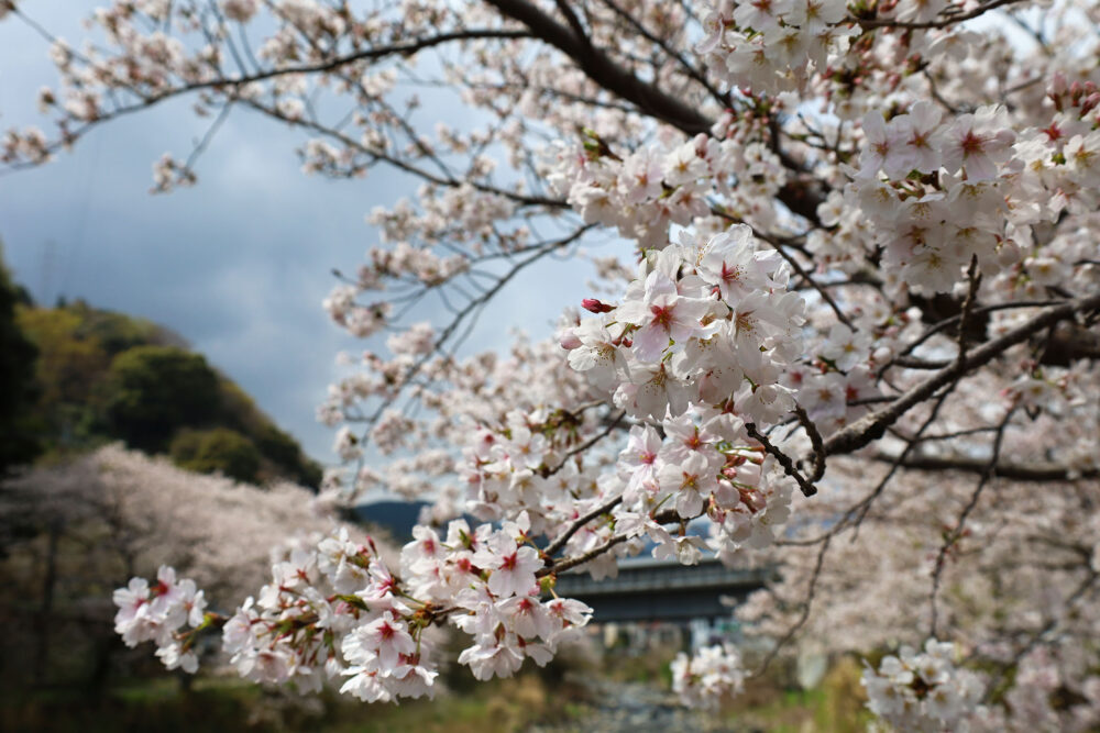 湯河原千歳川 桜並木