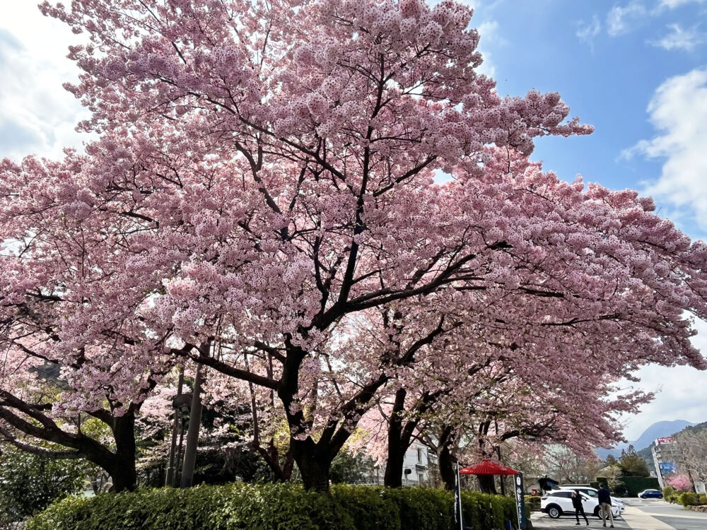 大漁桜
