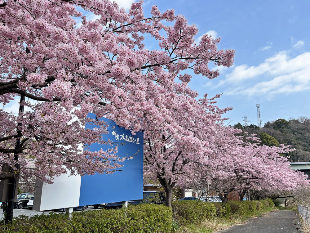 風祭 大漁桜