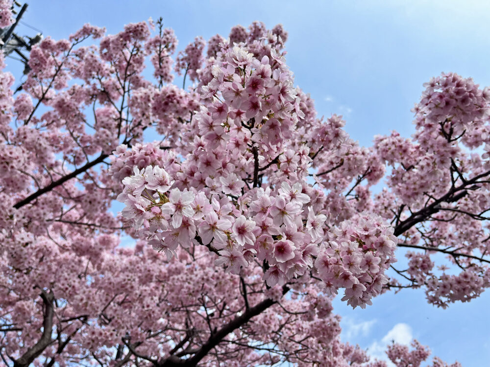 大漁桜