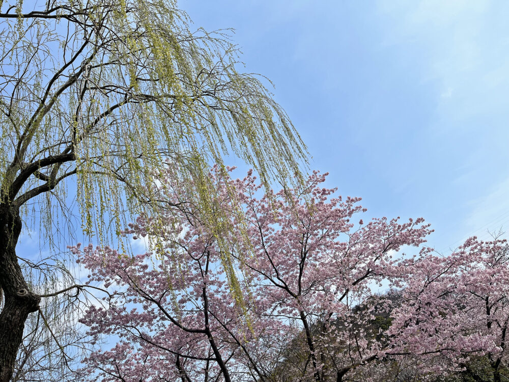 大漁桜