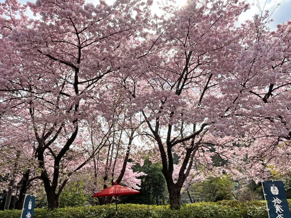 大漁桜
