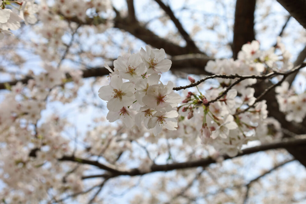 湯河原千歳川 桜並木