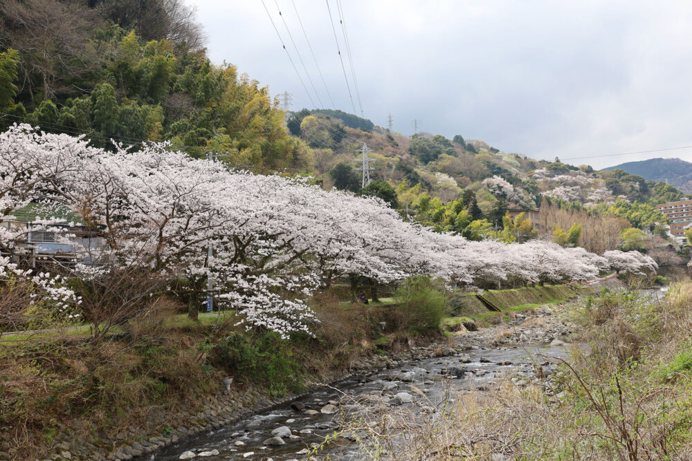 湯河原千歳川 桜並木