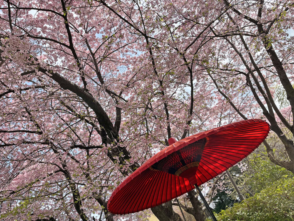 大漁桜