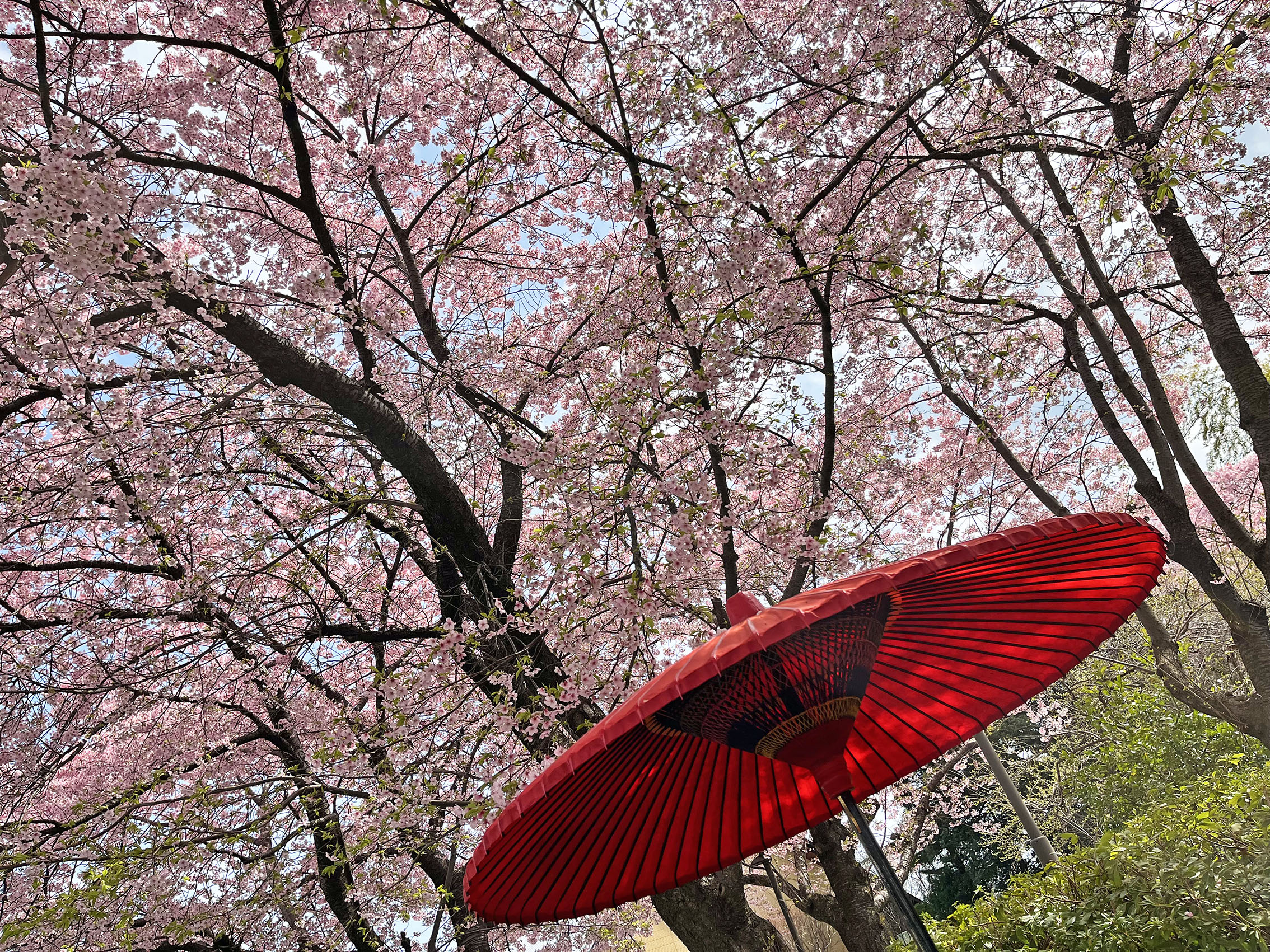 大漁桜