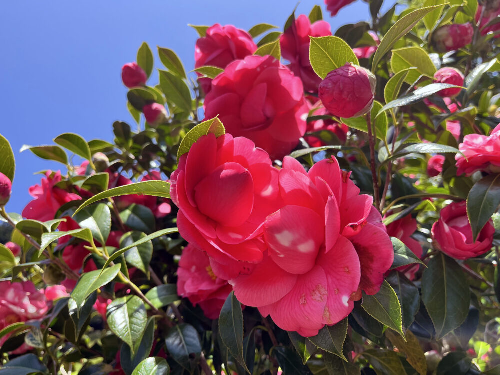 熱海 姫の沢公園