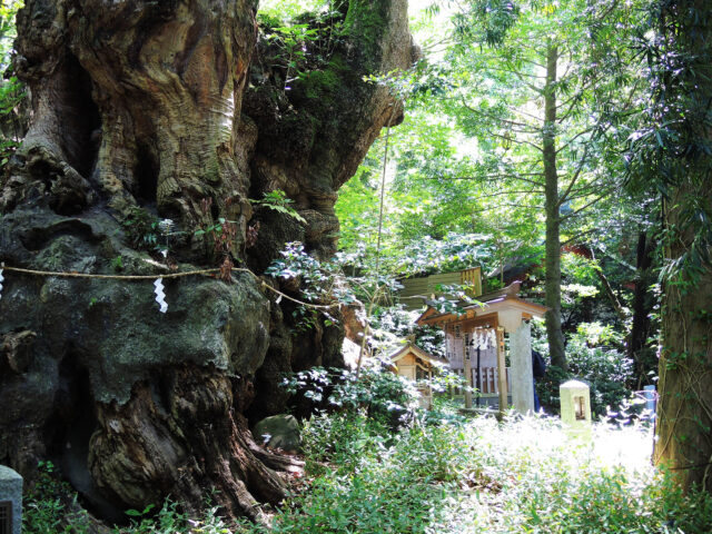 熱海来宮神社 大楠