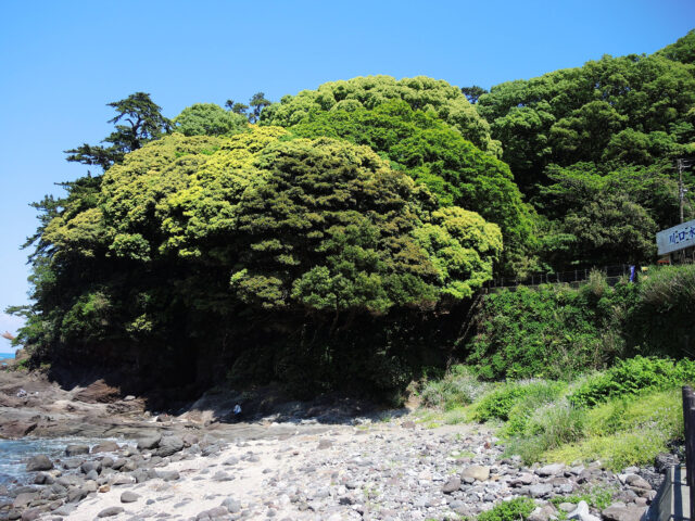 真鶴 琴ヶ浜海岸
