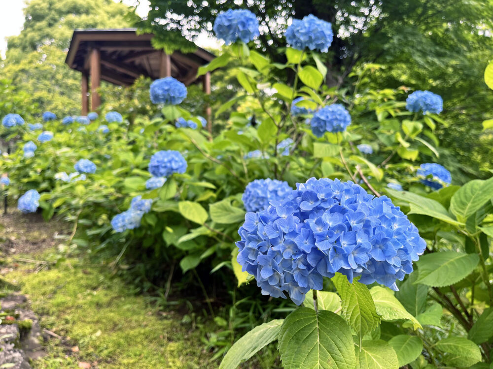 熱海梅園