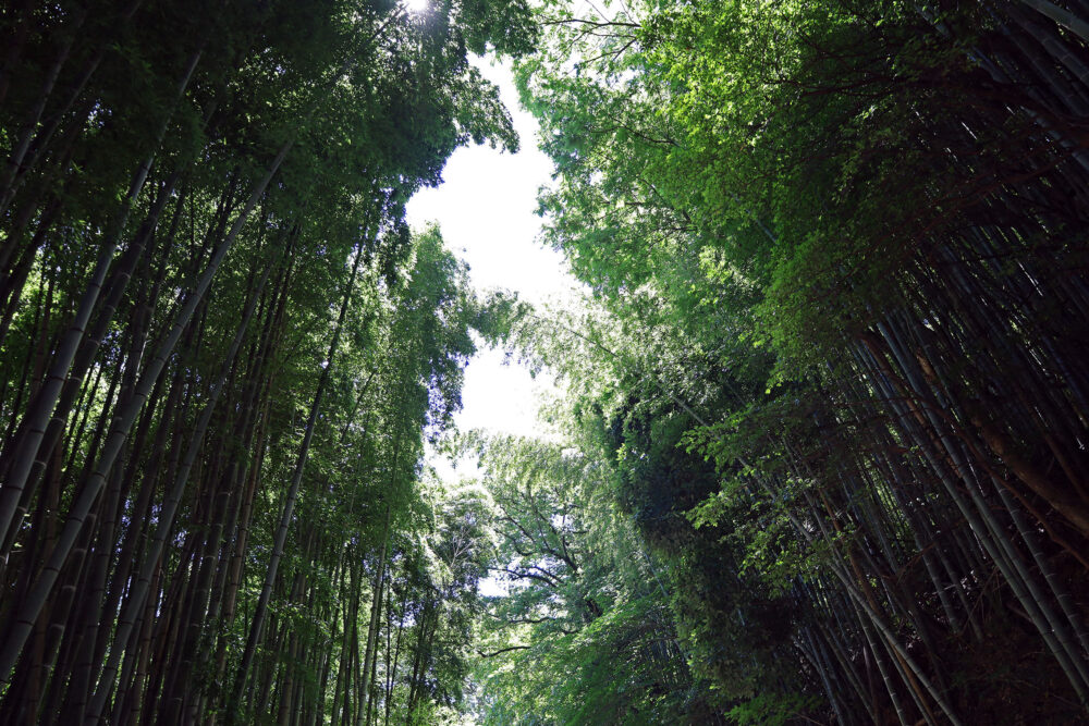 熱海 竹の沢
