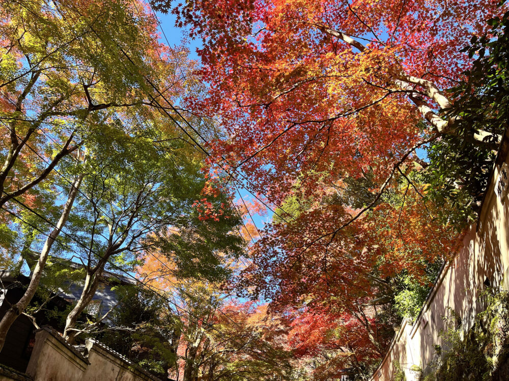 奥湯河原 紅葉
