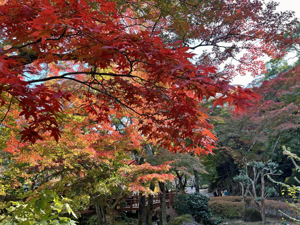 熱海梅園 もみじまつり