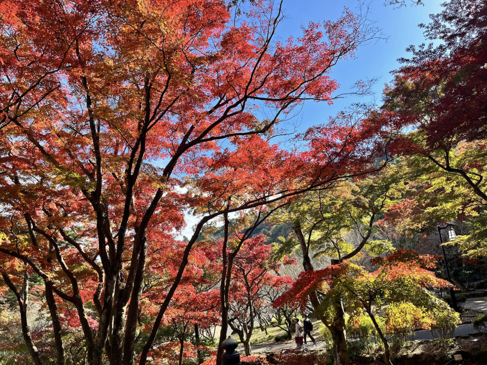 熱海梅園 もみじまつり