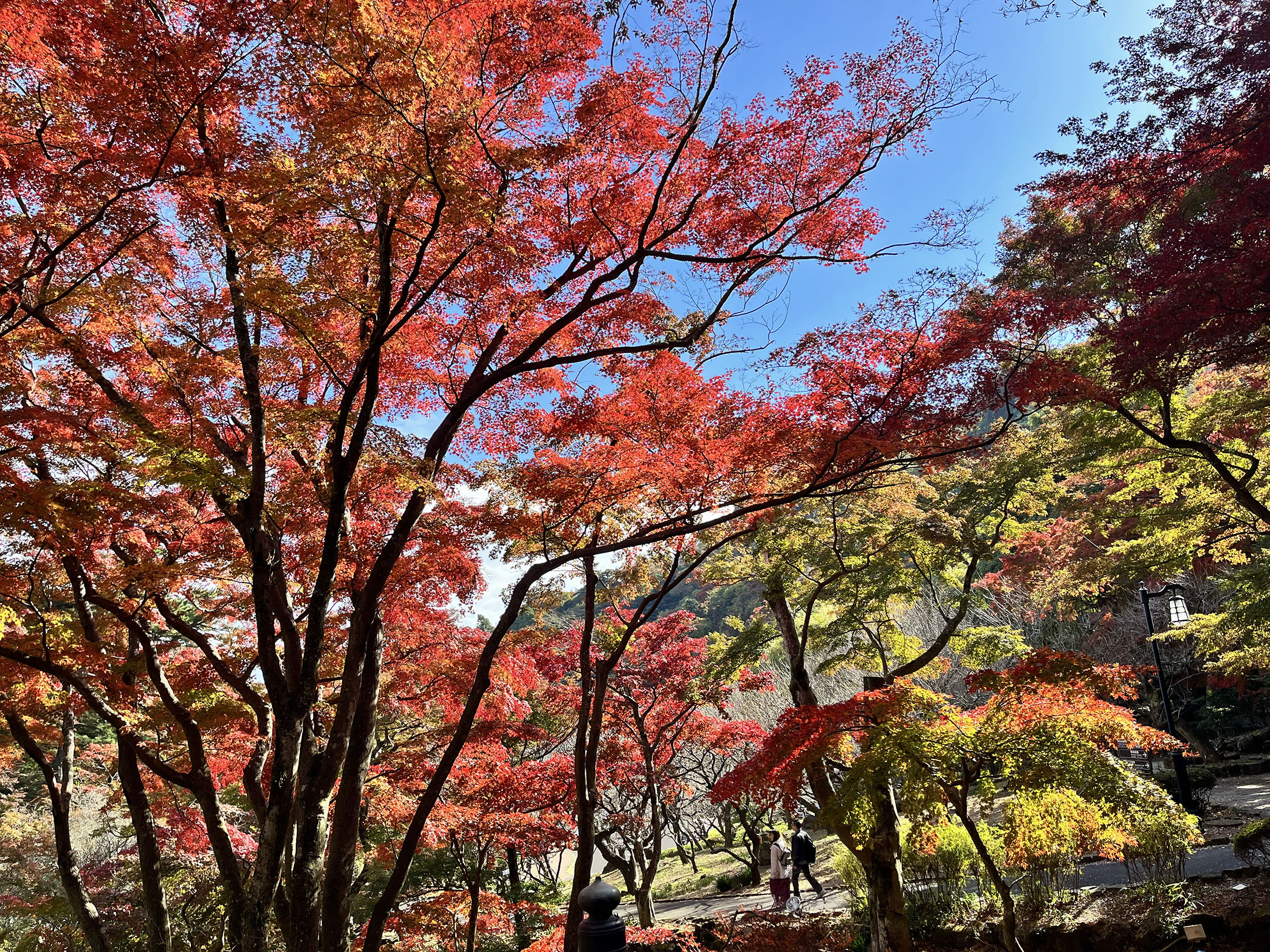 熱海梅園 もみじまつり
